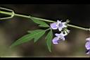 荊條-葉-花07.JPG