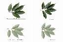 荔枝-葉1.jpg