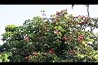 荔枝-實093.JPG