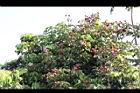 荔枝-實099.JPG