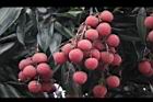 荔枝-實10.jpg