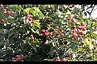 荔枝-實100.JPG