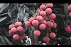 荔枝-實11.jpg