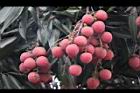 荔枝-實13.jpg