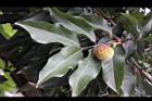 荔枝-葉05.jpg