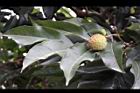 荔枝-葉06.jpg