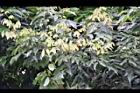荔枝-葉07.jpg