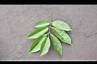 荔枝-葉正04.jpg