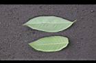 荔枝-龍眼-葉背0.jpg