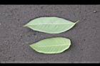 荔枝-龍眼-葉背1.jpg