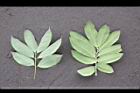 荔枝-龍眼-葉背3.jpg