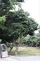 荔枝02.jpg