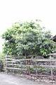 荔枝07.jpg