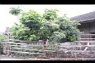 荔枝19.jpg