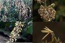 荖濃巨竹-花1.jpg