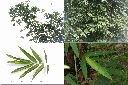 荖濃巨竹-葉1.jpg