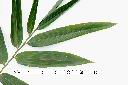 荖濃巨竹-葉正00.JPG