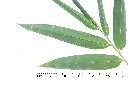 荖濃巨竹-葉背00.JPG