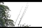 荖濃巨竹-筍枝00.JPG