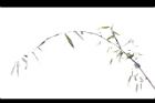 荖濃巨竹-筍枝02.JPG
