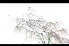 荖濃巨竹-花序04.JPG