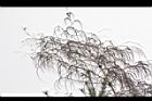 荖濃巨竹-花序05.JPG