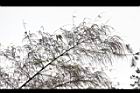 荖濃巨竹-花序06.JPG