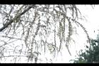 荖濃巨竹-花序08.JPG