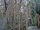 荖濃巨竹-花序09.JPG
