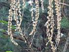 荖濃巨竹-花序27.JPG