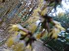 荖濃巨竹-花序33.JPG