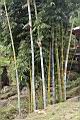 荖濃巨竹-莖00.JPG