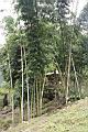 荖濃巨竹-莖01.JPG