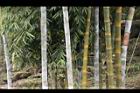 荖濃巨竹-莖03.JPG