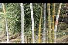 荖濃巨竹-莖04.JPG