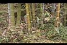 荖濃巨竹-莖05.JPG