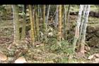 荖濃巨竹-莖06.JPG