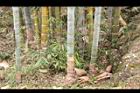 荖濃巨竹-莖07.JPG