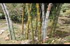 荖濃巨竹-莖09.JPG
