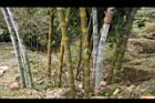 荖濃巨竹-莖10.JPG