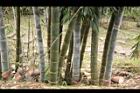 荖濃巨竹-莖11.JPG