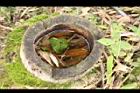 荖濃巨竹-莖節0.JPG