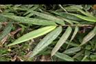 荖濃巨竹-葉02.JPG