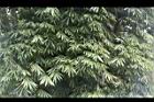 荖濃巨竹-葉07.JPG