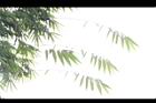 荖濃巨竹-葉08.JPG