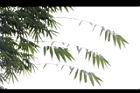荖濃巨竹-葉09.JPG