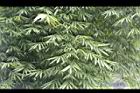 荖濃巨竹-葉10.JPG