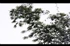 荖濃巨竹-葉14.JPG