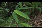 荖濃巨竹-葉19.JPG