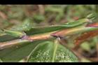 荖濃巨竹-葉鞘0.JPG